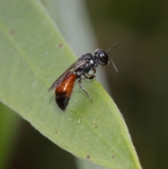 Hylaeus (Prosopisteron) littleri at Evatt, ACT - 6 Nov 2015 04:10 PM