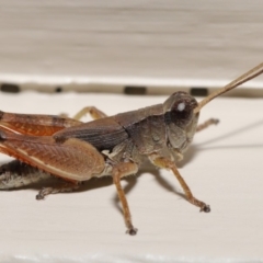Phaulacridium vittatum (Wingless Grasshopper) at Evatt, ACT - 16 Mar 2020 by TimL