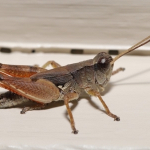 Phaulacridium vittatum at Evatt, ACT - 16 Mar 2020 12:33 PM