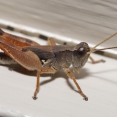 Phaulacridium vittatum at Evatt, ACT - 16 Mar 2020 12:33 PM