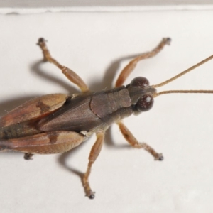 Phaulacridium vittatum at Evatt, ACT - 16 Mar 2020 12:33 PM