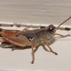 Phaulacridium vittatum at Evatt, ACT - 16 Mar 2020 12:33 PM