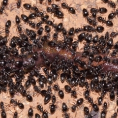 Technomyrmex sp. (genus) at Evatt, ACT - 7 Nov 2015