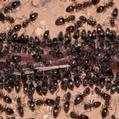 Technomyrmex sp. (genus) at Evatt, ACT - 7 Nov 2015