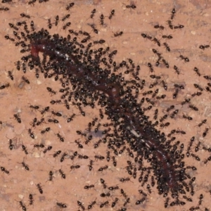 Technomyrmex sp. (genus) at Evatt, ACT - 7 Nov 2015