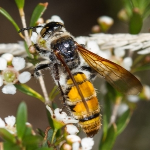 Radumeris tasmaniensis at Dunlop, ACT - 7 Mar 2014 10:59 AM