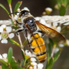 Radumeris tasmaniensis (Yellow Hairy Flower Wasp) at Dunlop, ACT - 6 Mar 2014 by Bron