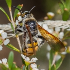 Radumeris tasmaniensis at Dunlop, ACT - 7 Mar 2014