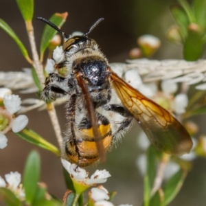 Radumeris tasmaniensis at Dunlop, ACT - 7 Mar 2014 10:59 AM