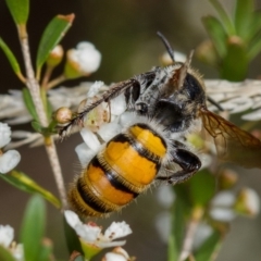 Radumeris tasmaniensis at Dunlop, ACT - 7 Mar 2014 10:59 AM