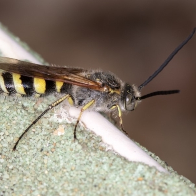 Radumeris tasmaniensis (Yellow Hairy Flower Wasp) at Dunlop, ACT - 29 Jan 2016 by Bron