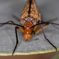 Chorista australis (Autumn scorpion fly) at Hall, ACT - 19 Apr 2020 by Bron