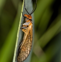 Chorista australis at Hall, ACT - 20 Apr 2020