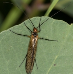 Chorista australis at Hall, ACT - 20 Apr 2020