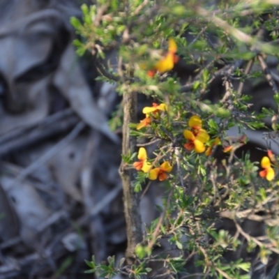 Dillwynia sericea (Egg And Bacon Peas) at Wamboin, NSW - 30 Mar 2020 by natureguy