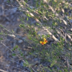 Dillwynia sericea at Wamboin, NSW - 30 Mar 2020