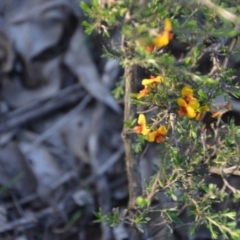 Dillwynia sericea at Wamboin, NSW - 30 Mar 2020