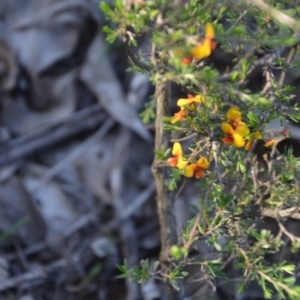 Dillwynia sericea at Wamboin, NSW - 30 Mar 2020 07:59 PM