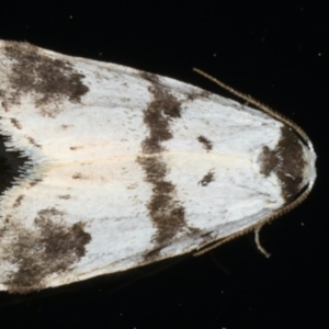 Thallarcha sparsana at Ainslie, ACT - 20 Apr 2020