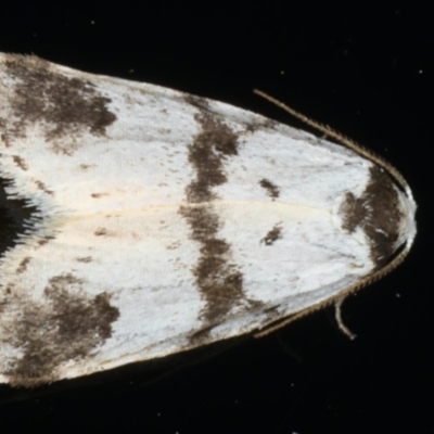 Thallarcha sparsana (Fair Footman) at Ainslie, ACT - 20 Apr 2020 by jbromilow50