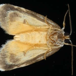 Thallarcha sparsana at Ainslie, ACT - 20 Apr 2020