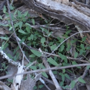 Einadia nutans subsp. nutans at Wamboin, NSW - 30 Mar 2020