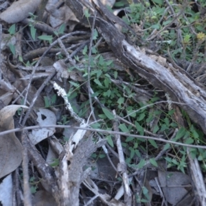 Einadia nutans subsp. nutans at Wamboin, NSW - 30 Mar 2020