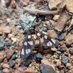 Amata (genus) (Handmaiden Moth) at Mount Painter - 15 Apr 2020 by CathB
