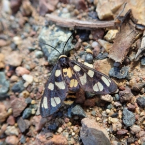 Amata (genus) at Dunlop, ACT - 15 Apr 2020