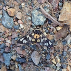 Amata (genus) at Dunlop, ACT - 15 Apr 2020 01:39 PM