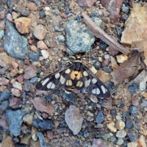 Amata (genus) at Dunlop, ACT - 15 Apr 2020