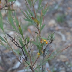 Daviesia mimosoides subsp. mimosoides at Wamboin, NSW - 30 Mar 2020 by natureguy