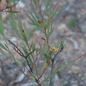 Daviesia mimosoides subsp. mimosoides at Wamboin, NSW - 30 Mar 2020
