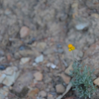 Chrysocephalum apiculatum (Common Everlasting) at Wamboin, NSW - 30 Mar 2020 by natureguy