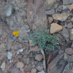 Chrysocephalum apiculatum at Wamboin, NSW - 30 Mar 2020