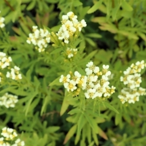 Tagetes minuta at Cook, ACT - 20 Apr 2020