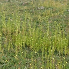 Tagetes minuta at Cook, ACT - 20 Apr 2020