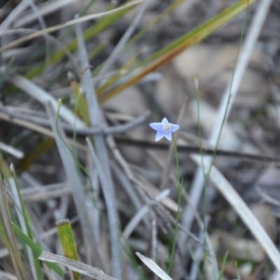 Wahlenbergia sp. (Bluebell) at Wamboin, NSW - 30 Mar 2020 by natureguy