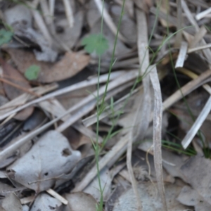 Wahlenbergia sp. at Wamboin, NSW - 30 Mar 2020