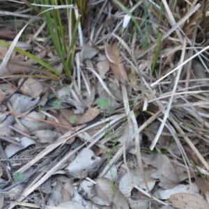 Wahlenbergia sp. at Wamboin, NSW - 30 Mar 2020