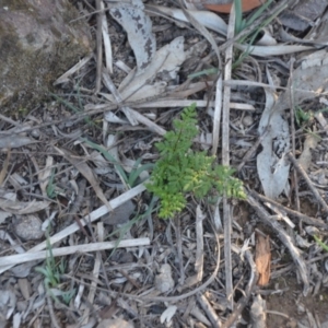 Cheilanthes austrotenuifolia at Wamboin, NSW - 30 Mar 2020 08:03 PM