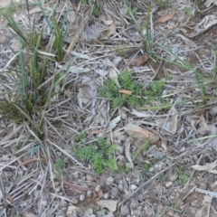 Cheilanthes austrotenuifolia at Wamboin, NSW - 30 Mar 2020 08:03 PM