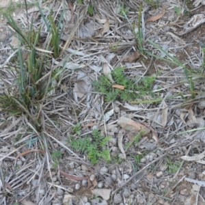 Cheilanthes austrotenuifolia at Wamboin, NSW - 30 Mar 2020