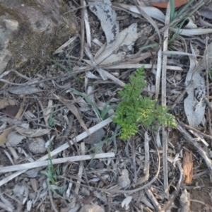 Cheilanthes austrotenuifolia at Wamboin, NSW - 30 Mar 2020 08:03 PM