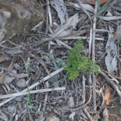Cheilanthes austrotenuifolia at Wamboin, NSW - 30 Mar 2020
