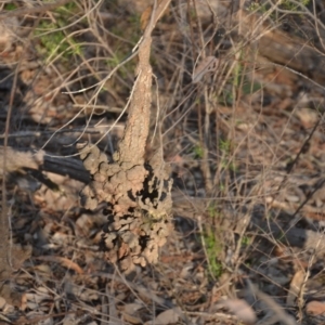 Uromycladium sp. at Wamboin, NSW - 30 Mar 2020