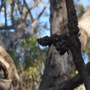Uromycladium sp. at Wamboin, NSW - 30 Mar 2020