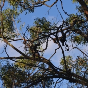 Uromycladium sp. at Wamboin, NSW - 30 Mar 2020