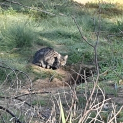 Felis catus (Feral Cat) at Paddys River, ACT - 21 Apr 2020 by ChrisHolder