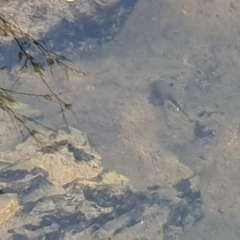 Unverified Reptile or Frog at Gigerline Nature Reserve - 21 Apr 2020 by ChrisHolder